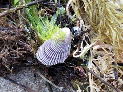 Brachidontes domingensis