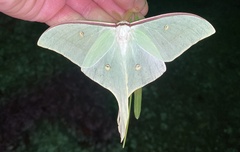 Actias gnoma