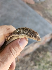 Gerrhosaurus flavigularis