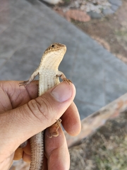 Gerrhosaurus flavigularis