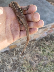 Gerrhosaurus flavigularis