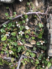 Cotoneaster morrisonensis