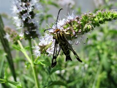 Pyropteron triannuliformis