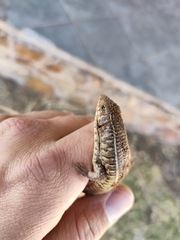 Gerrhosaurus flavigularis