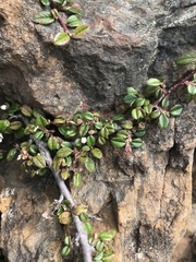 Cotoneaster morrisonensis