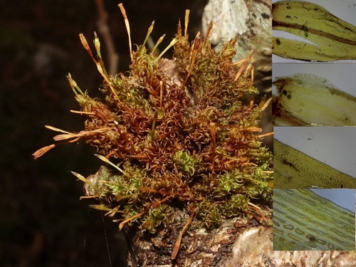 Balding Pincushion (Atlantichella calvescens)