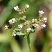Mitreola sessilifolia - Photo (c) Lauren McLaurin, algunos derechos reservados (CC BY), uploaded by Lauren McLaurin