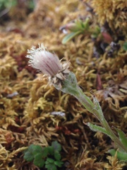 Antennaria porsildii