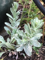 Chrysopsis gossypina