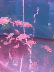 Neolamprologus pulcher