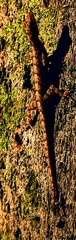 Cnemaspis littoralis