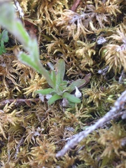 Antennaria porsildii