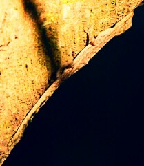 Cnemaspis littoralis