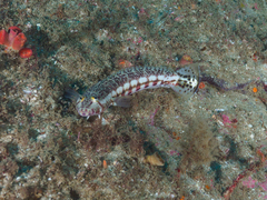 Parapercis stricticeps