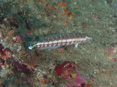 Parapercis stricticeps