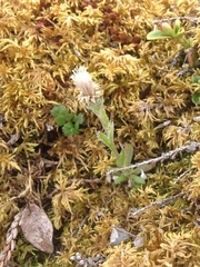 Antennaria porsildii