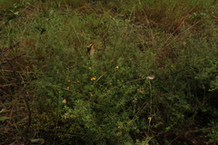 Pultenaea microphylla