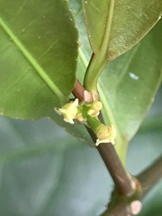 Excoecaria cochinchinensis