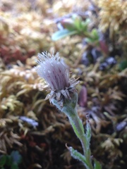 Antennaria porsildii