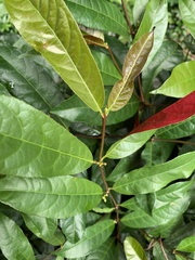 Excoecaria cochinchinensis