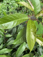 Excoecaria cochinchinensis