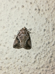 Diastema