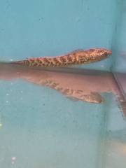 Channa aurantimaculata