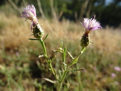 Centaurea aspera