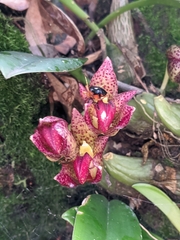 Bulbophyllum leopardinum