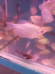 Trichopodus microlepis