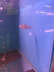 Stigmatogobius sadanundio