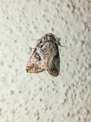 Diastema