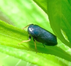 Limotettix anthracinus