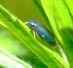 Limotettix anthracinus