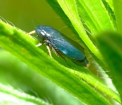 Limotettix anthracinus