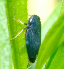 Limotettix anthracinus