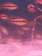 Pelvicachromis pulcher