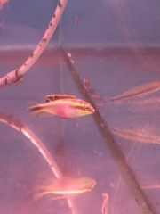 Pelvicachromis pulcher