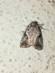Diastema