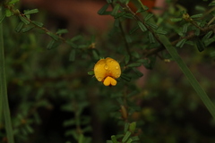 Pultenaea microphylla