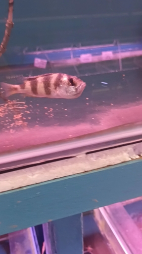 VC-10 thicklip cichlid (Placidochromis milomo) — Cichlidae — 3