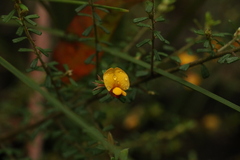 Pultenaea microphylla