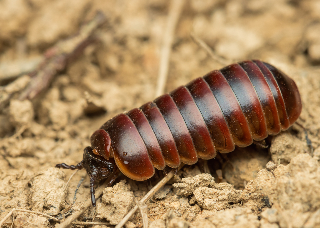 Loboglomeris