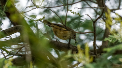 Acanthiza pusilla diemenensis