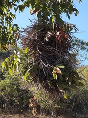 Phacellodomus rufifrons