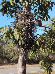 Phacellodomus rufifrons