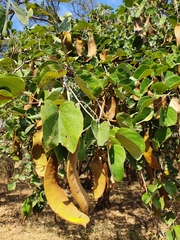 Piliostigma thonningii