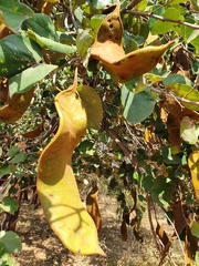 Piliostigma thonningii