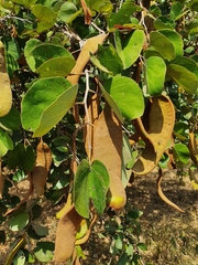Piliostigma thonningii