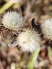 Lepidaploa aurea